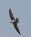 /album/photo-gallery-photogallery/crag-martins-were-over-rute-on-most-days-jpg/